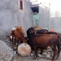 گاو بیجک 7 عدد