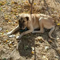 واگذاری سگ سراب