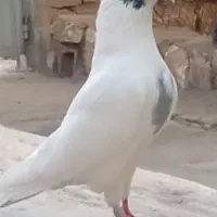 کبوترشاپر
