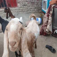 مری|حیوانات مزرعه|زاهدان, |دیوار