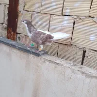 کفتر
