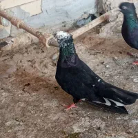 کبوتر بوشهری و پاکستانی