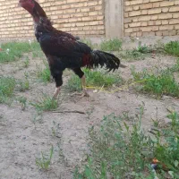 خروس لاری