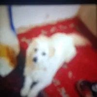 فروش سگ باهوش و نگهبان