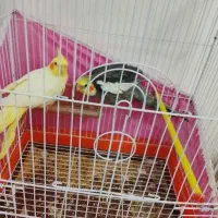 عروس جفت تخم گذار