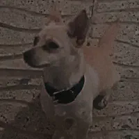 واگذاری شیواوا