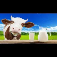 شیر گاو|خوردنی و آشامیدنی|جعفرآباد, |دیوار