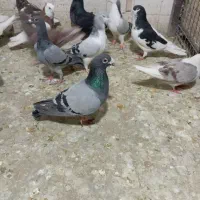 کفتر بوم