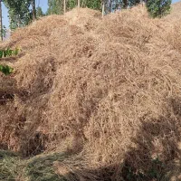یونجه فروشی