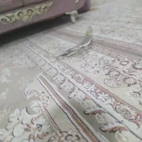 عروس هلندی