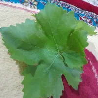 برگ مو تازه