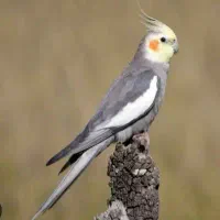 عروس هلندی گمشده