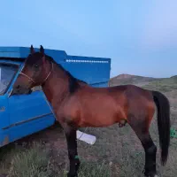 اسب کرد نریان سر دم گیر