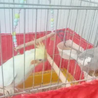 عروس هلندی