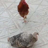 بوقلمون و خروس تُپل