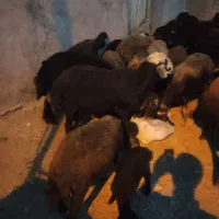 قوچ قره چال کله سفید