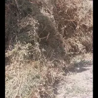یونجه