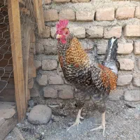 مرغ و خروس گلین