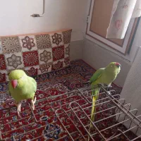 طوطی ملنگو