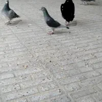 کبوتر نرماده