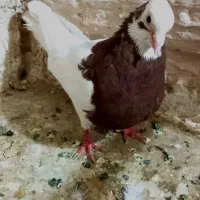طوقی هفت رنگ سرخ