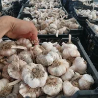 سیر|خوردنی و آشامیدنی|پارسآباد, |دیوار