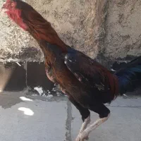 لاری|حیوانات مزرعه|بهارستان, |دیوار