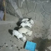 سگ پاکوتاه گوش تیز