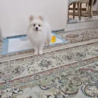 سگ پامر