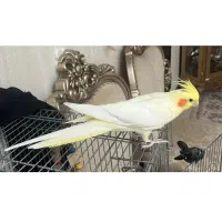 تعویض عروس ماده لوتینو با ماده آلبینو