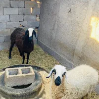 فروش ۲ عدد میش و یک عدد بره نر
