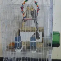 عروس هلندی