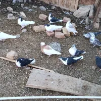 کبوتر|پرنده|قهستان, |دیوار