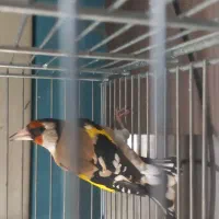 یک بوم سهره و قناری و سهره قناری