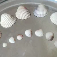 صدف تازه همه سایز موجود
