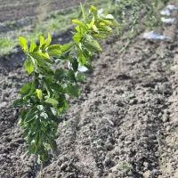 انجام کلیه خدمات باغبانی و همچنین سمپاشی مار عقرب