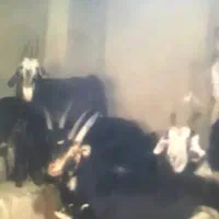 تعداد۵راس بز  بزغاله دار