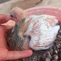 جوجه طوقی سرور و تخم کبوتر خوراکی