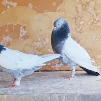 کبوتر نرو ماده سینه سبز