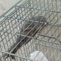 قناری نره