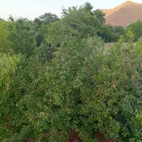 باغ