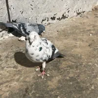 کبوتر المانی نروماده