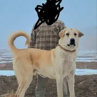 سگ پژدر  با اصالت