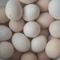 تخم مرغ نطفه دار محلی مخصوص جوجه کشی