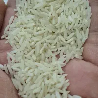 برنج هاشمی محلی گیلان(تالش،اسالم) تک و عمده