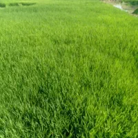 برنج تازه خوش طعم
