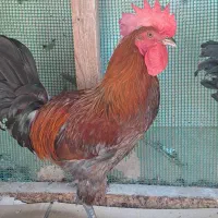 خروس محلی