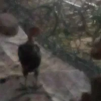 جوجه مرغ محلی