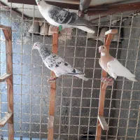 کفتر
