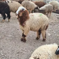 فروش بره به صورت تعاونی ***